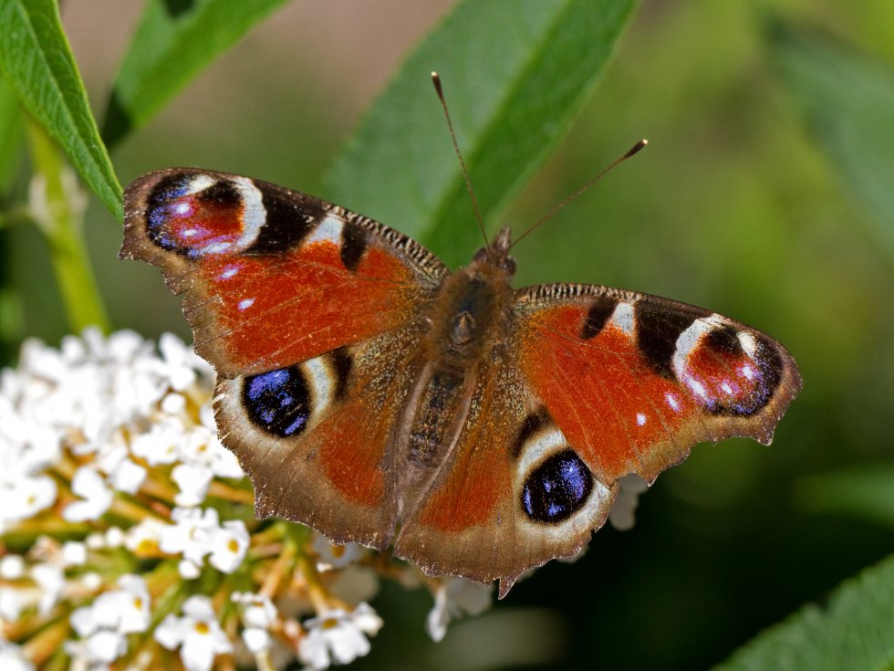 Actie NATUUR RONDOM HUIS van start!